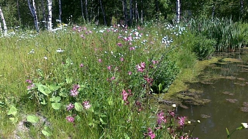 Kallvikintien hulevesialtaat on tuettu Greenfix Covamat siemeneroosiomatolla, jossa on kosteanpaikansiemenseos. Altaan ympäristö kukkii.