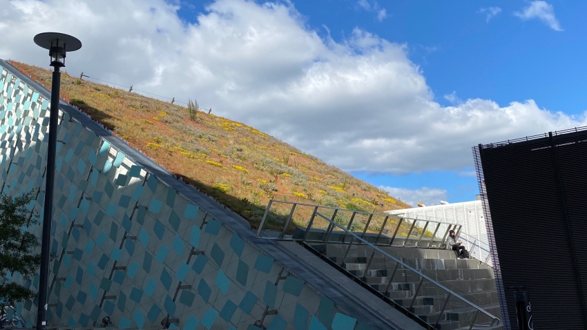 Nordic Green Roof® maksaruohokasvusto kukkii kaltevalla katolla. Asentaja Eg-Trading Oy.