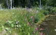 Kallvikintien hulevesialtaat on tuettu Greenfix Covamat siemeneroosiomatolla, jossa on kosteanpaikansiemenseos. Altaan ympäristö kukkii.